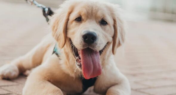 Is it OK to sleep with a Golden Retriever? Explained