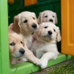 Golden Retriever Harness Guide: Puppy, Adults (+ Good Tips)