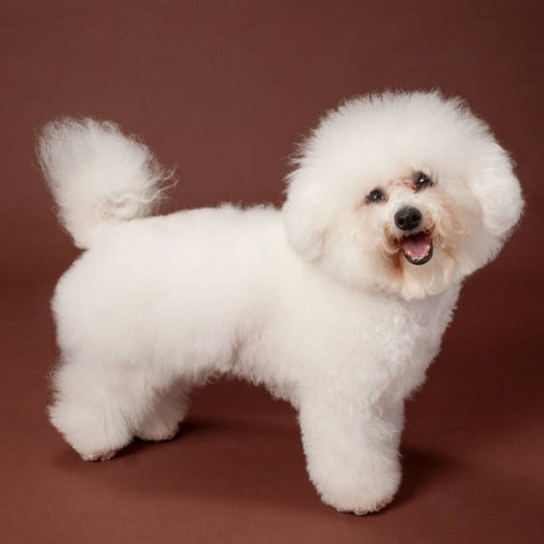 Bichon Frise