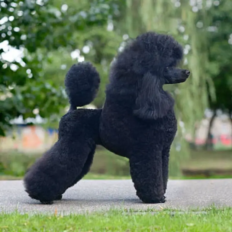 Poodle