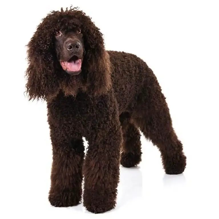 Irish Water Spaniel