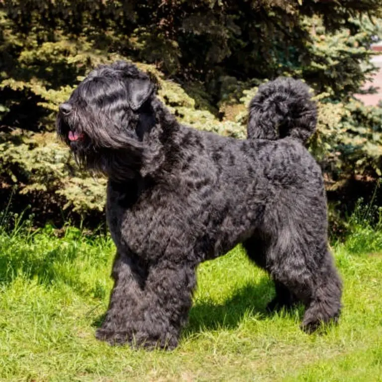 Bouvier Des Flandres