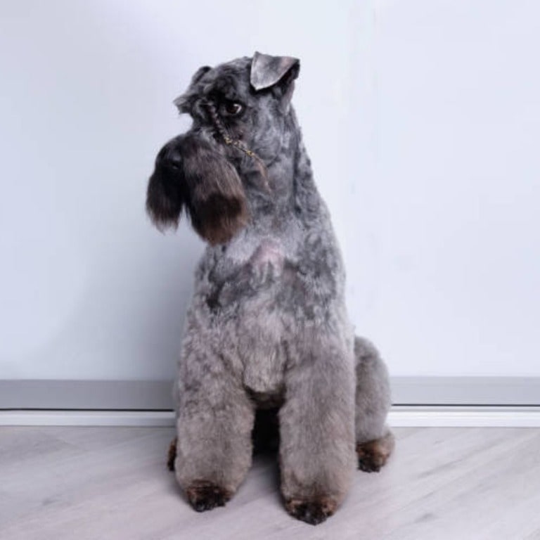 Kerry Blue Terrier