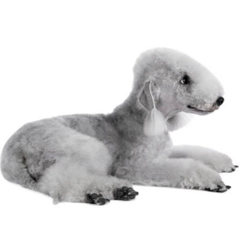 Bedlington Terrier