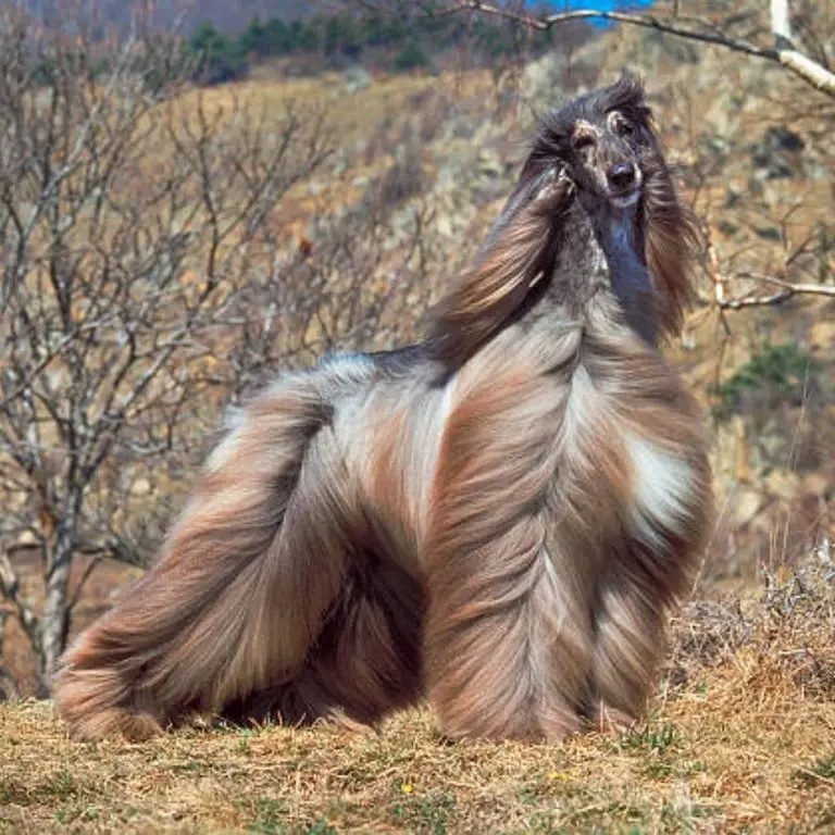 Afghan Hound