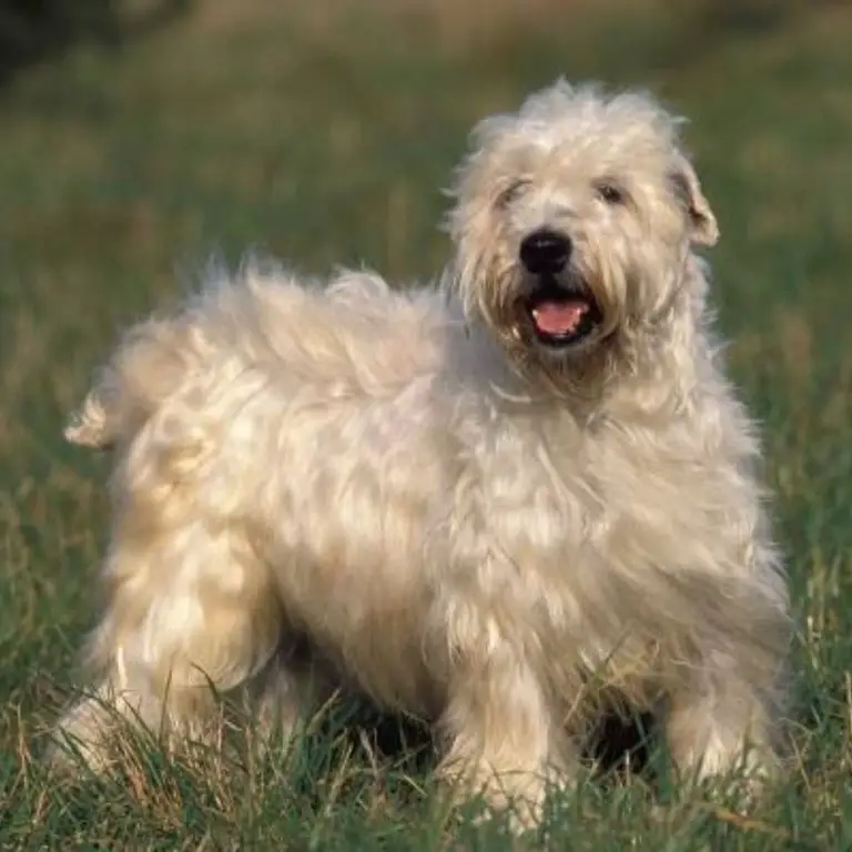 Wheaten Terrier