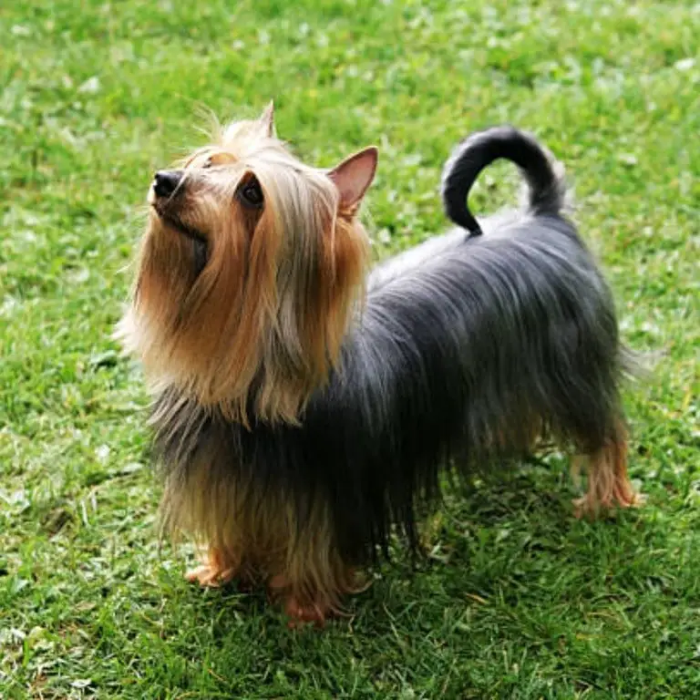 Australian Silky Terrier 