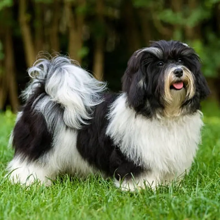 Havanese