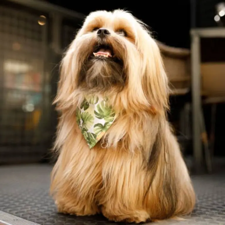 Lhasa Apso