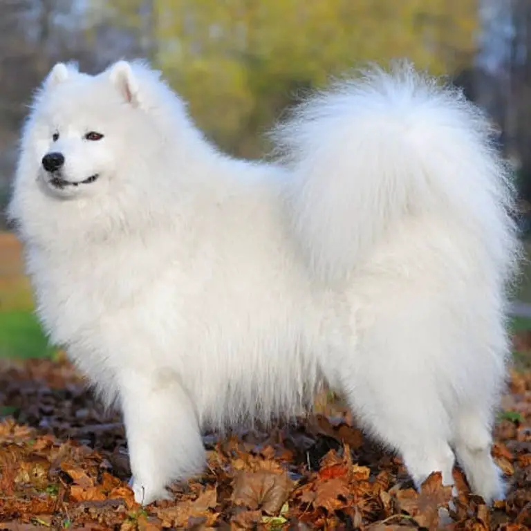 Samoyed