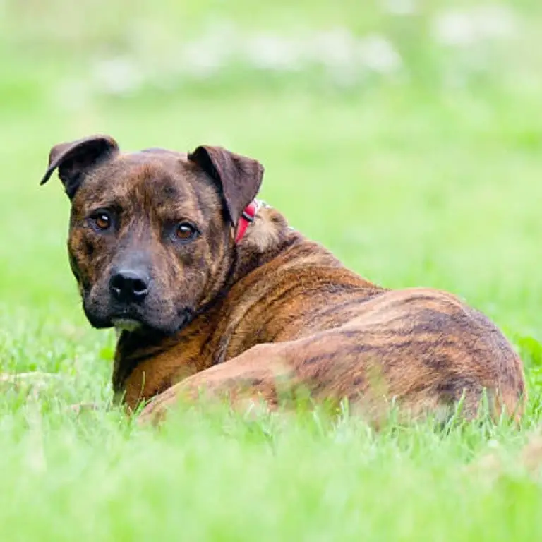 American Staffordshire terrier tiger dog