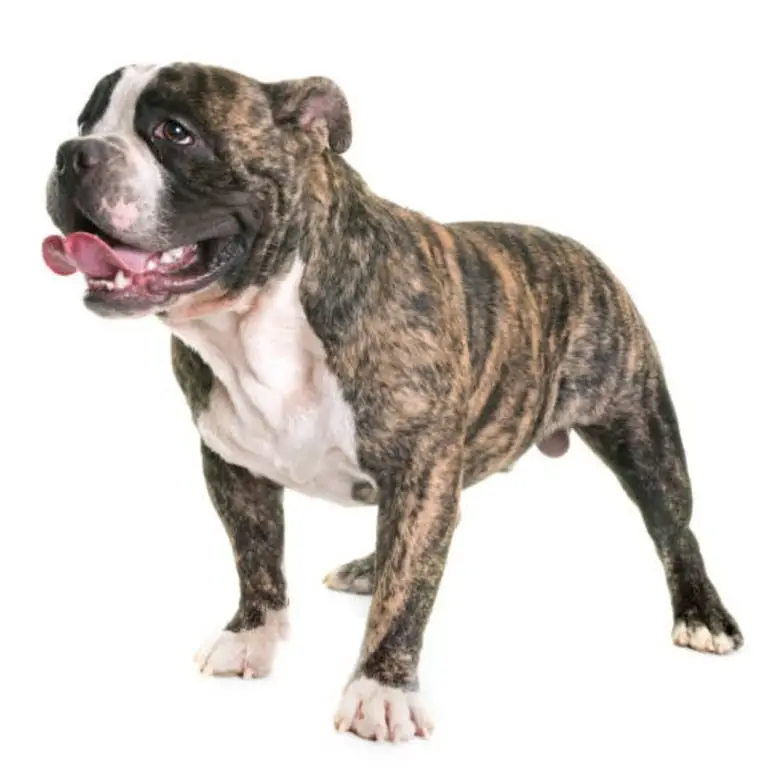 American bully