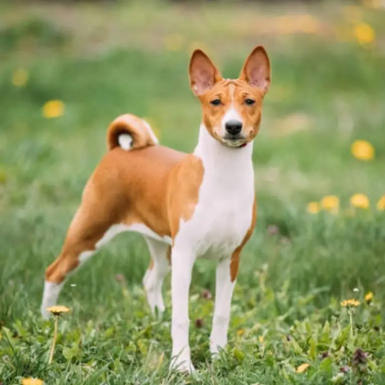 Basenji