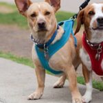Dog & Harness: 13 Helpful Facts Every Dog Owner Should Know