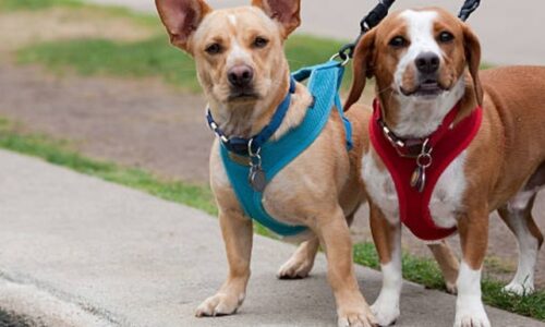 Dog & Harness: 13 Helpful Facts Every Dog Owner Should Know