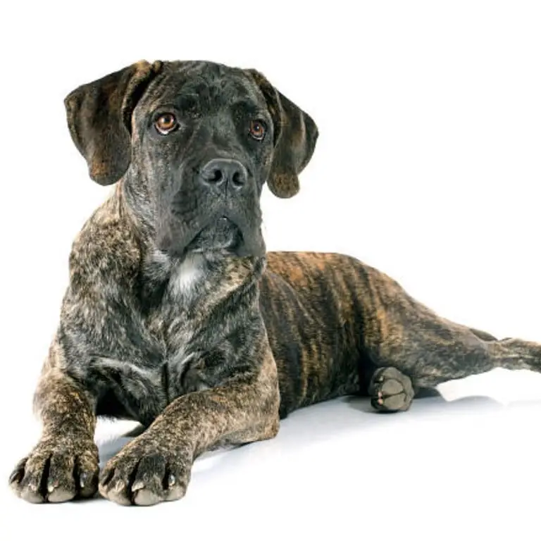 Cane Corso