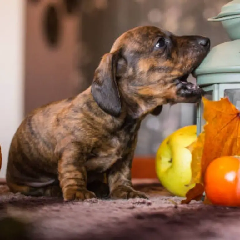 Dachshund brindle