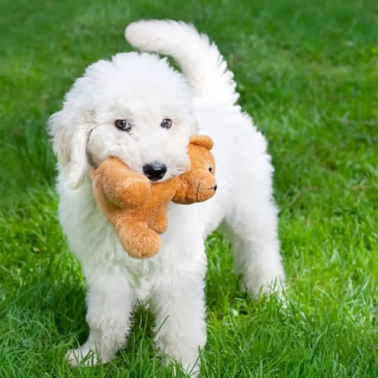 Miniature Labradoodle