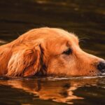 Do Golden Retrievers Need Life Jackets