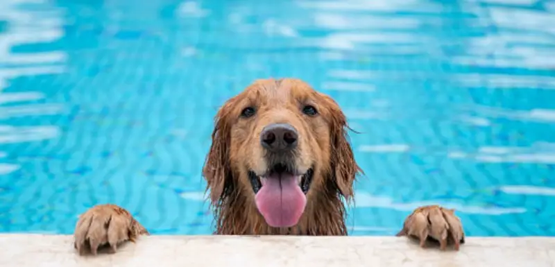 Do dogs need life jackets in pools