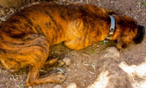 22 Dogs That Look Like A Tiger (With Pictures)
