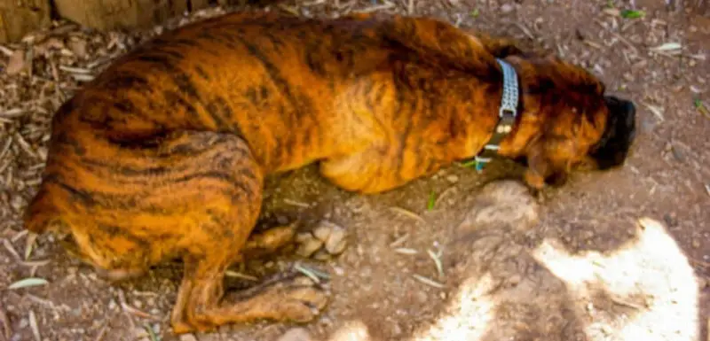 Dogs That Look Like A Tiger