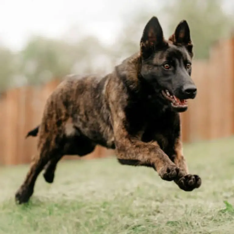 Dutch Shepherd Dog