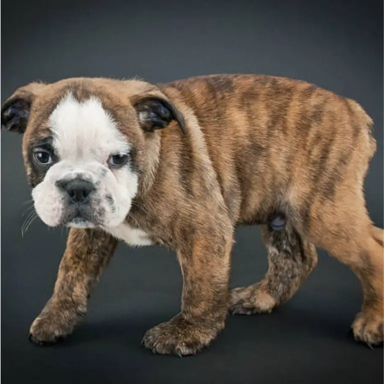 English Bulldog tiger dog