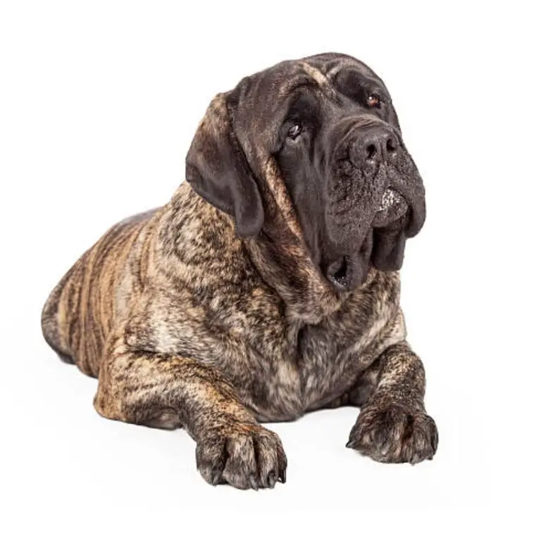 English Mastiff - tiger striped mastiff