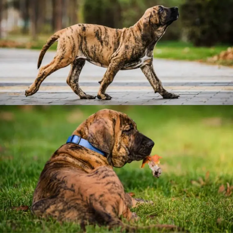 Fila Brasileiro dog that looks like a tiger