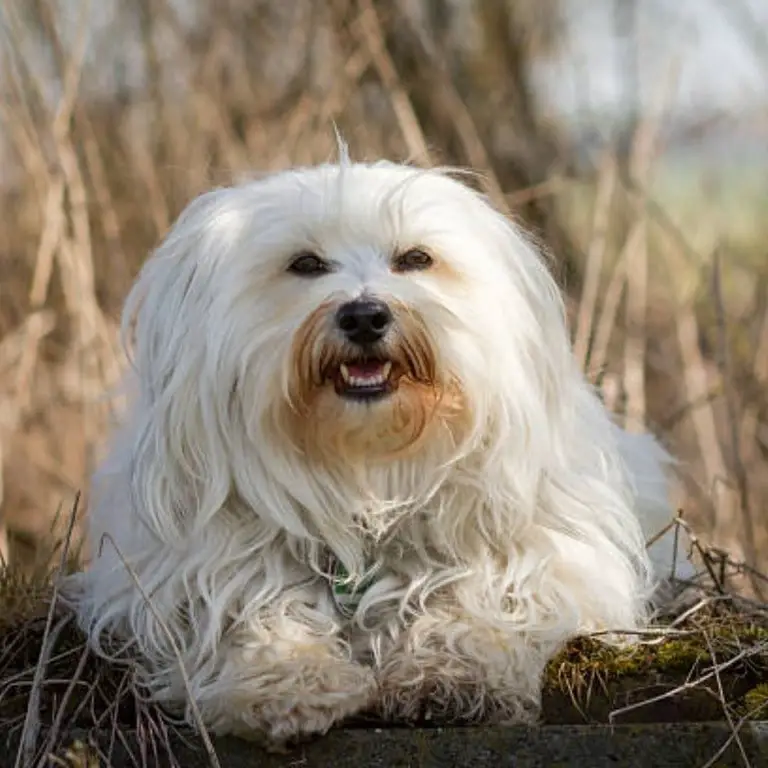 Havanese