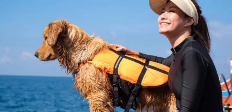 How tight should a dog's life jacket be