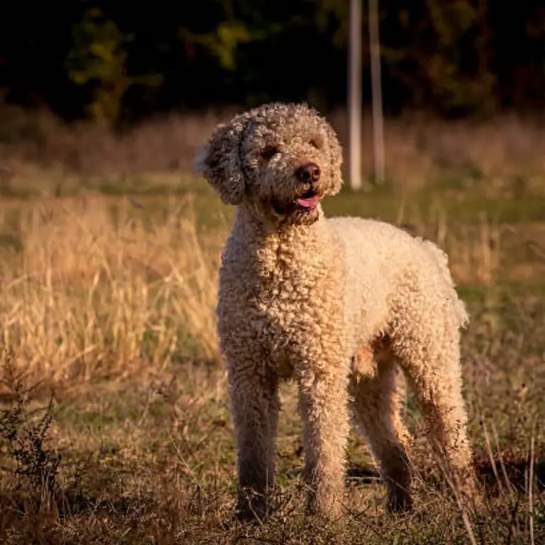 Lagotto Romagnolo