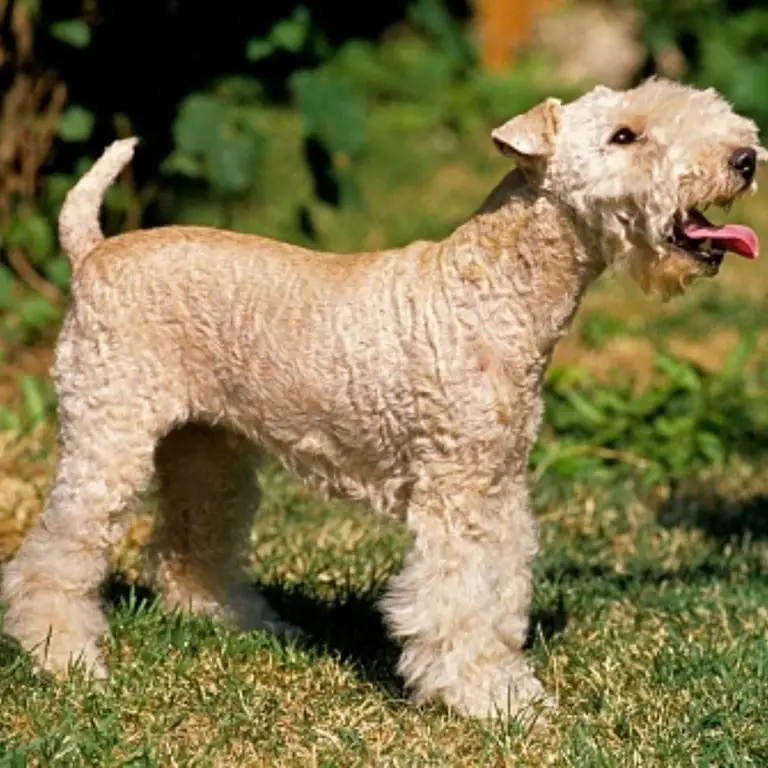 Lakeland Terrier