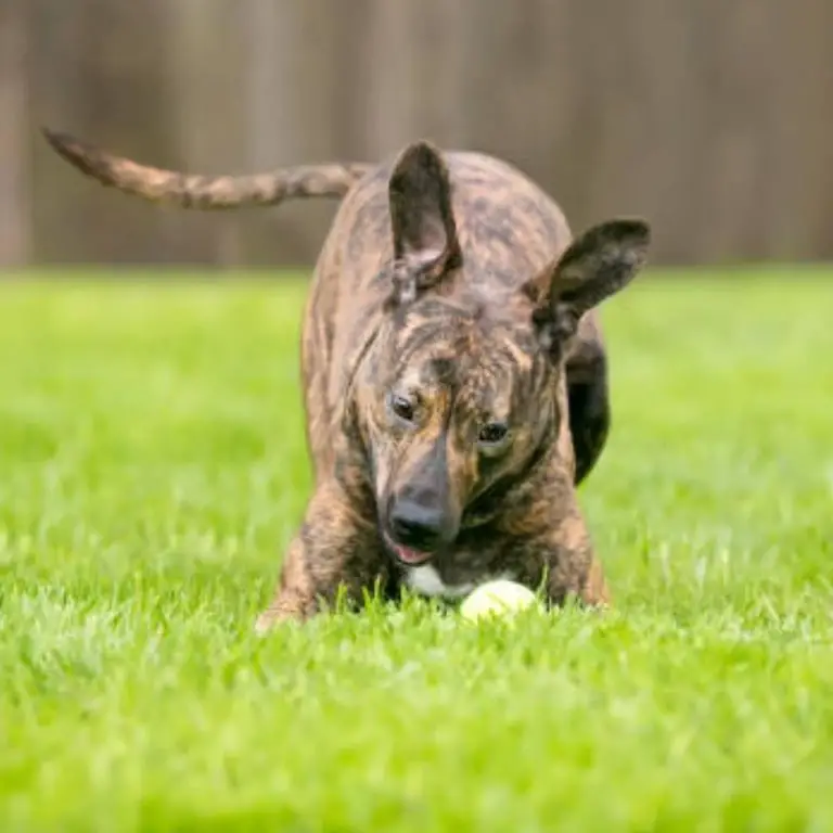 Miniature Bull Terrier