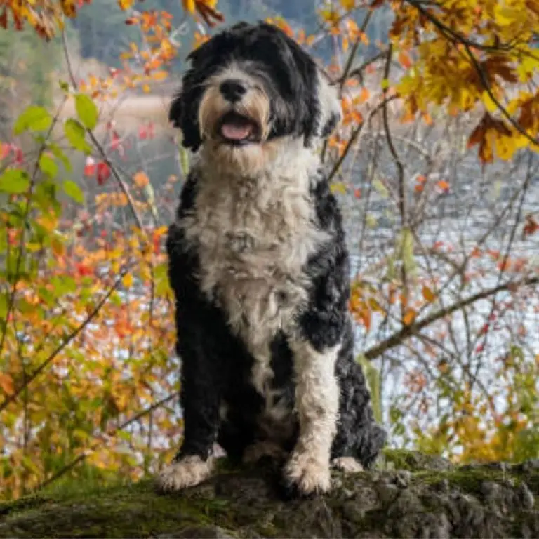 Portuguese Water Dog