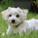 Small White Curly Haired Dog Breeds