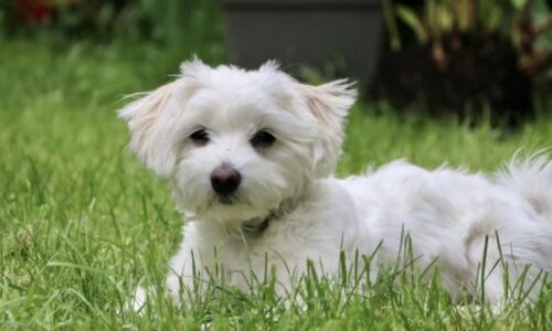 14 Small White Curly Haired Dog Breeds: (With Pictures)