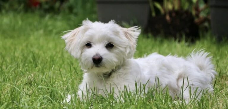 Small White Curly Haired Dog Breeds