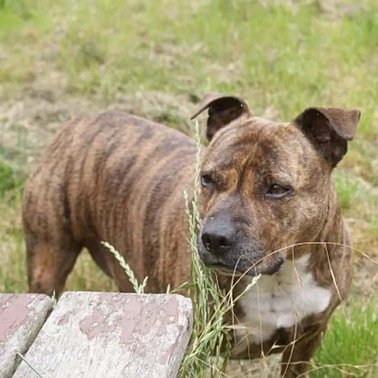 Staffordshire Bull Terrier