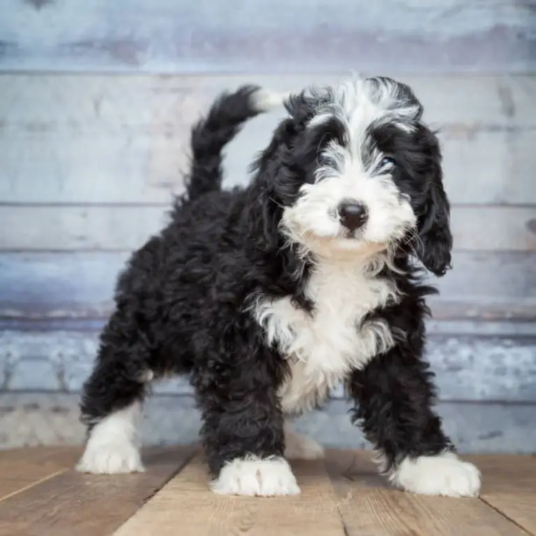 Tiny Bernedoodle