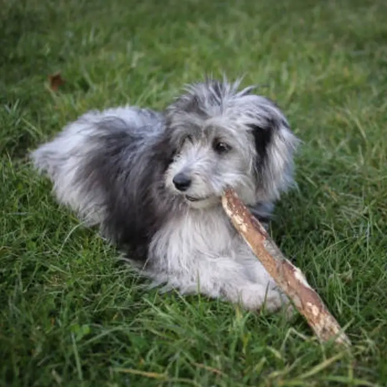 Toy Aussiedoodle