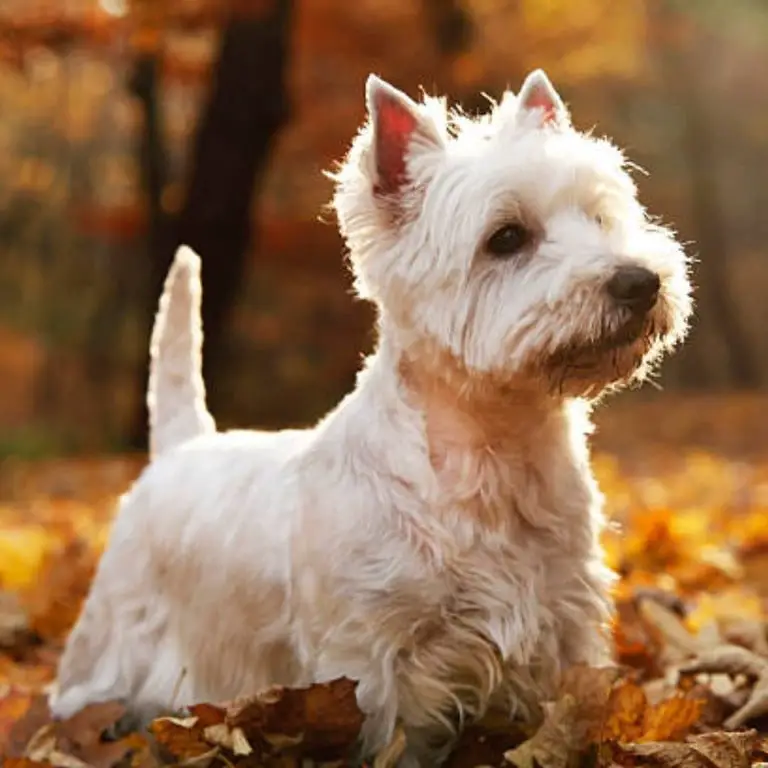 West Highland White Terrier