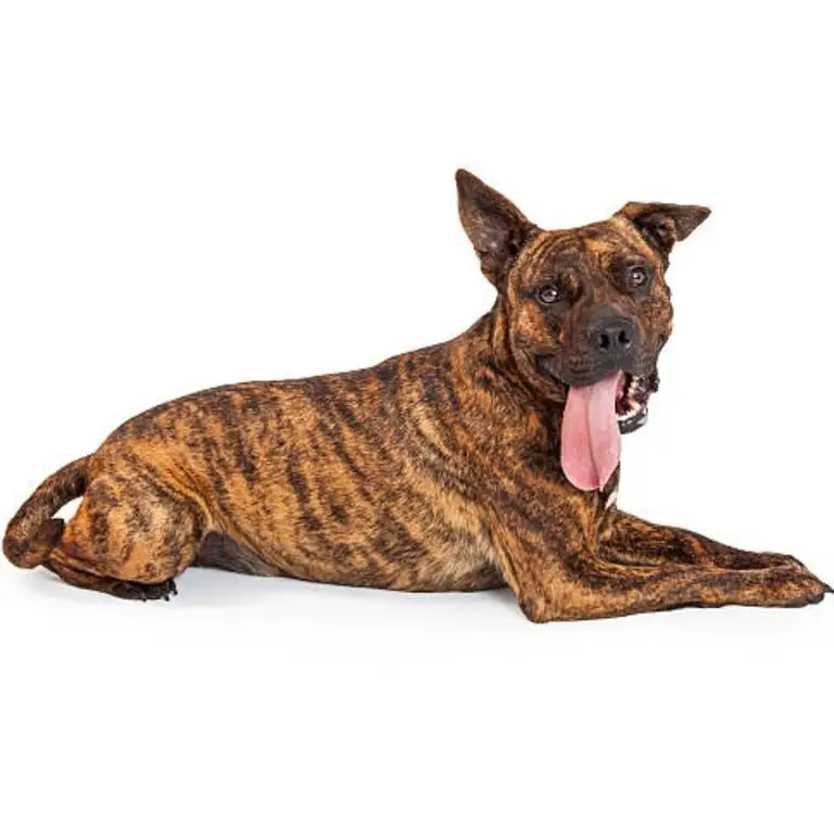 boxer bull terrier - tiger dog