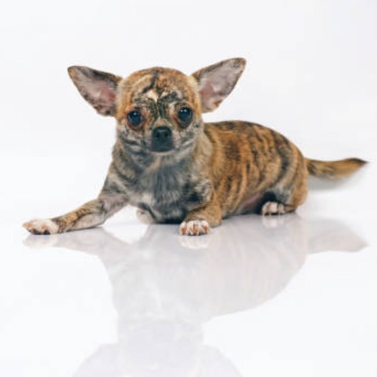 chihuahua that looks like a tiger