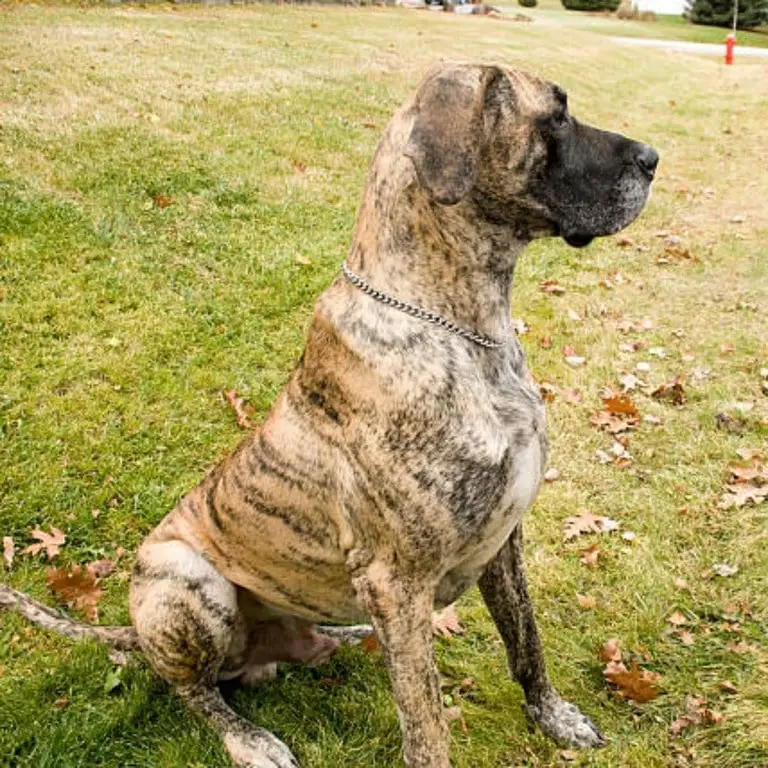 great dane tiger dog