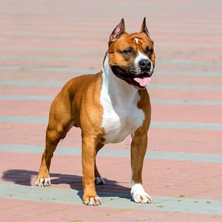 American Staffordshire terrier