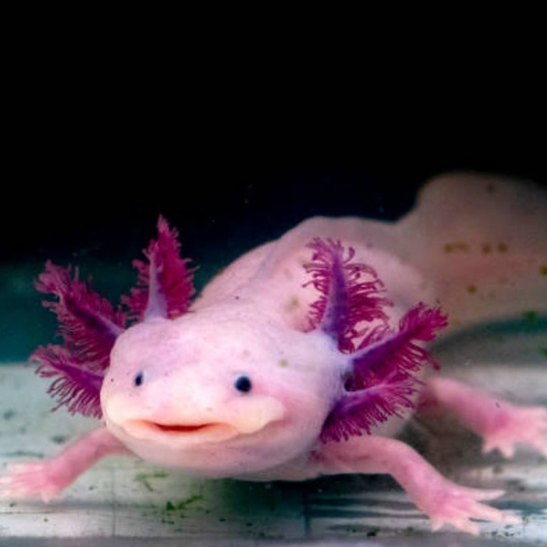 Axolotl