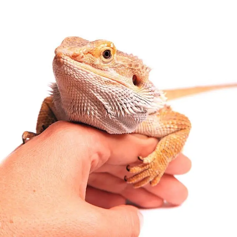 Bearded Dragons