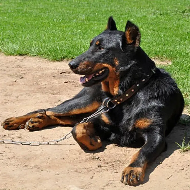 Beauceron